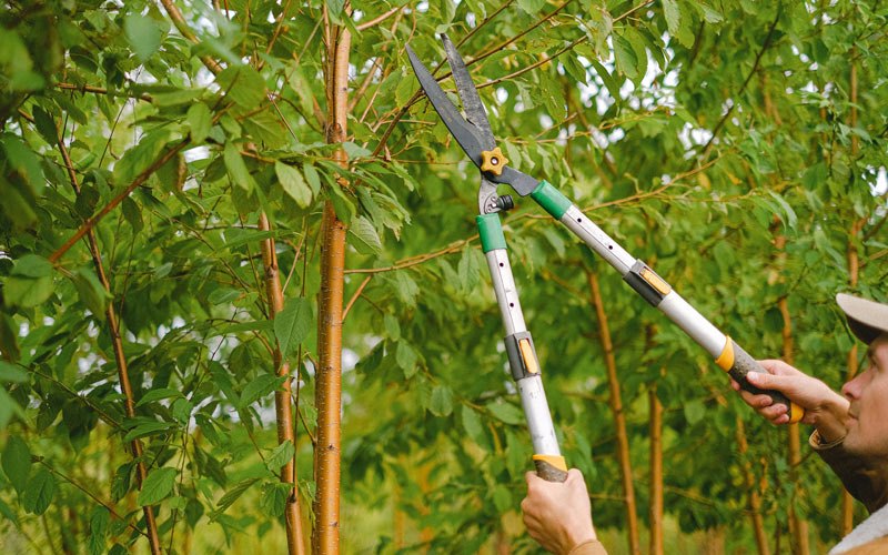 Tree trimming in Ninilchik, AK